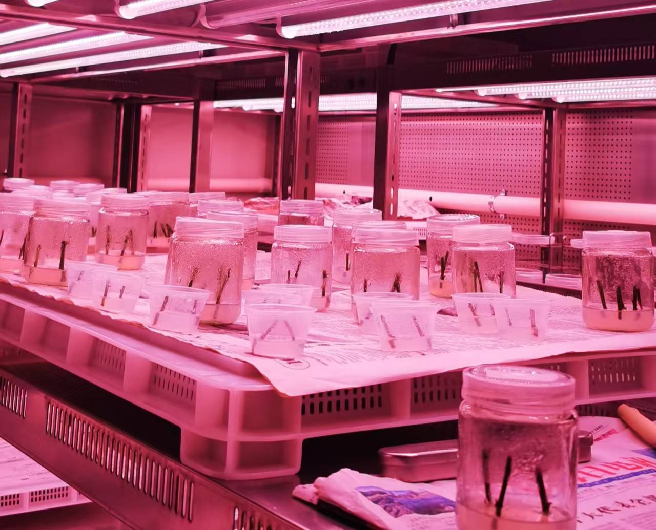 组培育苗类 — 科研育种与规模化生产