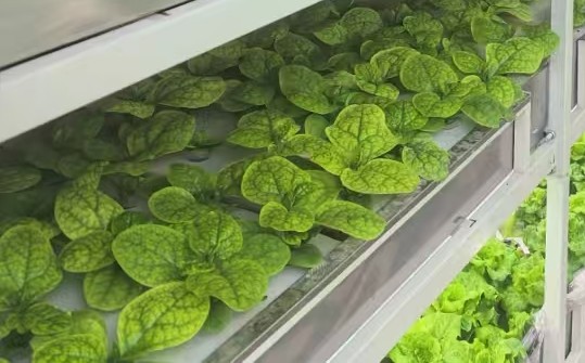 叶菜类 — 高频叶菜稳定化生产