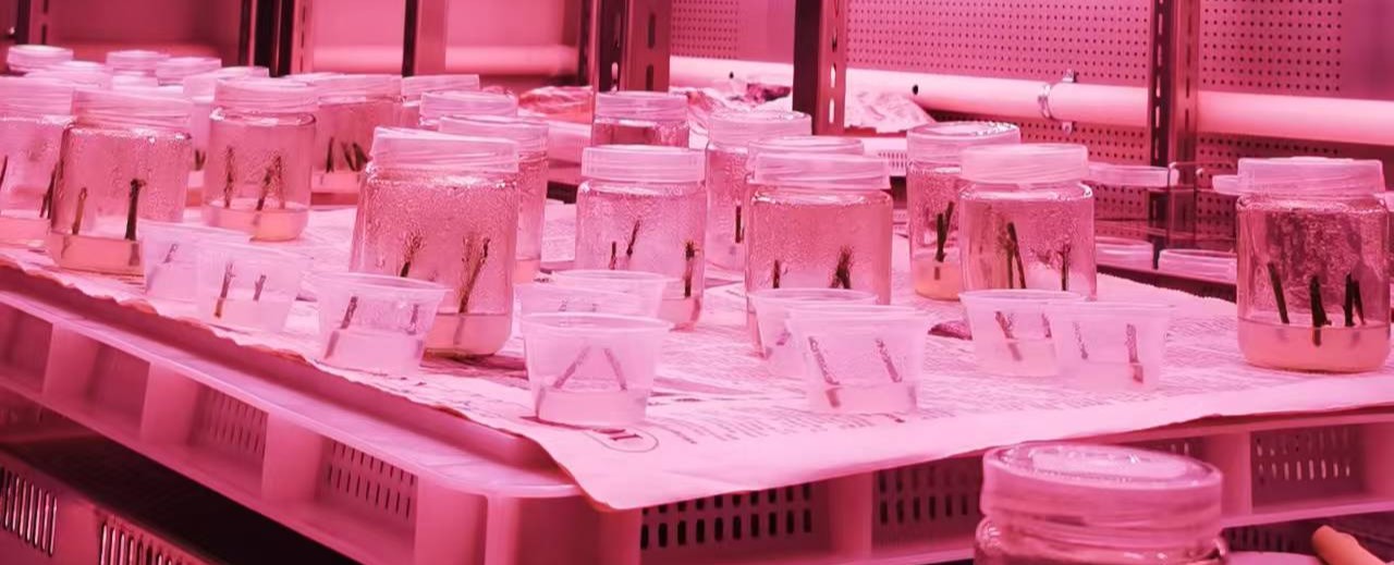 Plant Tissue Culture Lab
